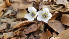 경주 토함산국립공원 변산바람꽃·복수초 양생화 개화...지난해보다 10일 빨라