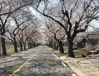 구례섬진강벚꽃 터미널 지나다