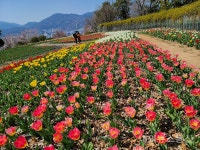 국내최초 해상유원지 돝섬은 지금 꽃대궐
