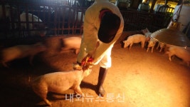안동시, 제21차 구제역 일제 정기접종 실시