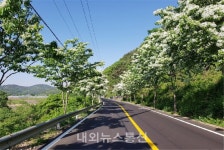 의성군, 국도 28호선 미세먼지 저감 가로수 식재