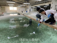 경북도, 어린 쥐노래미 대량 방류