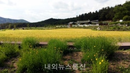 안동시, 청량감 가득한 청보리밭에서 추억담아 가세요!