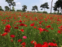 여주시, 금은모래강변공원 꽃양귀비로 힐링