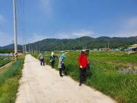 거창군 남상면 주민자치위원회, 코스모스길 정비에 구슬땀