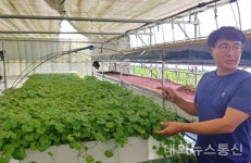 충주洪가네농원 | 충주 센텔라병풀농원 "8년동안 친환경 재배"