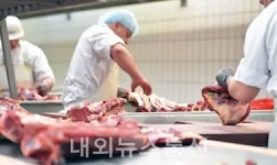 제주, 축산물 생산 유통 영업자 위생교육 재개