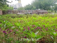 수성구 상동, 지석묘군 봉선화 꽃밭 조성...지석묘와 함께 어우러져 장관