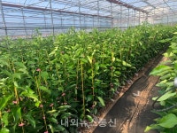 제주농업기술원, 감귤 신품종 확대보급