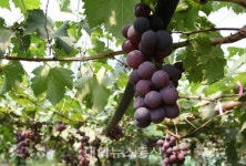 입장거봉포도축제위원회, 휴게소 비대면 홍보판촉