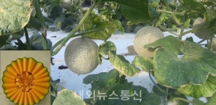 수신 가을멜론, 레드퀸 본격 출하!