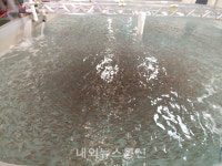 제주해양수산연구원, 벤자리 치어 6만마리 방류