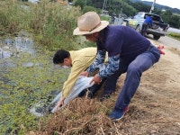 성주군 ,초전면 생태계 복원을 위해 관내 저수지 토종 붕어, 잉어 방류