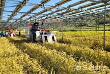 100kW 영농형태양광 아래토지에 벼 재배기술 OK