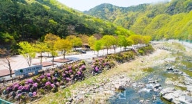 단양관광관리공단, 캠핑시설 이용요금 즉시감면 시행