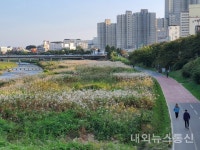 청주시, 무심천 둔치에 은빛 물억새로 장관 이뤄