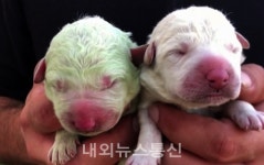 심쿵하는 녹색 털 강아지 '피스타치오'...힘든 시기에 미소를 찾으세요