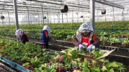 충남도 농업기술원 딸기연구소, 딸기 신품종 하이베리 첫 분양