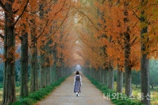 전라남도 산림자원연구소, 쭉 뻗은 메타세쿼이아 길...구경하려 오셔요