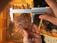 동해해경, 대게류 불법어업 사범 특별단속