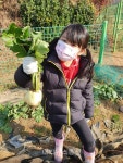 아산흰돌유치원, 텃밭에서 배추와 무 뽑기 실시