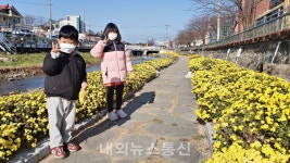 충주 용산동, 충주천변 국화꽃향기로 코로나 블루 치유