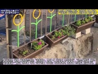 [영상] 용산동 충주천변, 노란 국화꽃 향기와 함께 해요