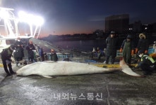영덕군 남정면 앞 밍크고래 그물에 걸려 죽어