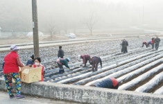 충주시 직능단체, 봄맞이 농촌봉사 릴레이 활약!