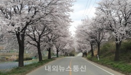 천안시, 벚꽃 군락지에 대해 코로나19 안전대책 추진