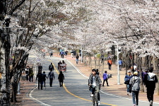 벚꽃 개화기간, 인천대공원·월미공원 한시적 전면 폐쇄