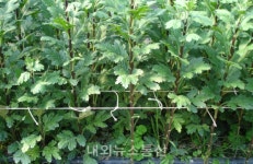 충남도 농업기술원 화훼연구소, 국화 흰녹병 재배환경 중요