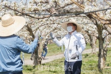 오세현 시장, 봉사단체와 배 화접 일손 지원