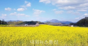 [포토] 충주 엄정면 목계나루 유채꽃 가득
