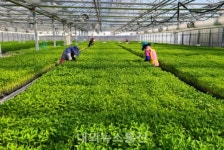음성군 농업기술센터 19일부터 고추묘 출하