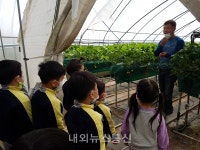 초평초 병설유치원, 딸기농장 체험학습 실시