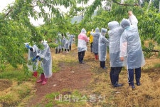 음성군, 생산적 일손봉사 구슬땀 이어져