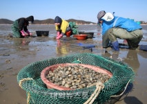 태안군, 게르마늄 바지락 생산단지 조성사업 추진