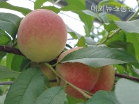 남원, 춘향골 명품복숭아 본격 출하 시작