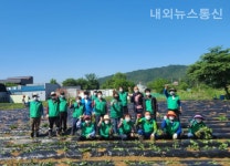 양주시 장흥면 새마을지도자, 고구마심기 사업 전개