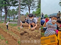 진천 학성초, 감자 수확했어요