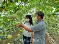 제주서부농업기술센터 애플멜론 재배 실증평가회 개최