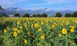 아름다운 해바라기 꽃 보러 밀양강 둔치로 놀러오세요!