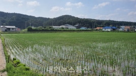 용인시, 생산비·노동력 절감 드문 모심기 도입...남사읍서 8㏊ 규모 시범 재배