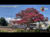 한 여름 열정적인 붉은 꽃... 서계서원 270년 된 배롱나무