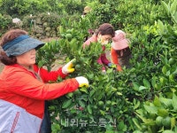 서귀포농업기술센터, 농업인 열매솎기 수놀음 활동 전개