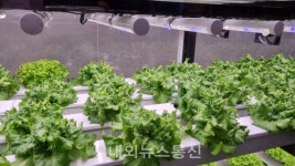 부산시 농업기술센터, 수직농장 기술 보급에 앞장서