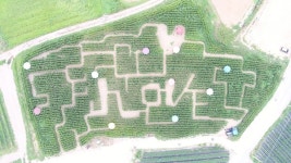 무안군, 삼향읍 복룡마을 꼬불꼬불 강냉이길 행사 진행