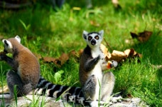 그늘 아래 더위 피하는 호랑이꼬리여우원숭이