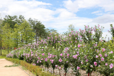 산림청, 서울식물원 무궁화원 최우수 나라꽃 무궁화 명소로 선정